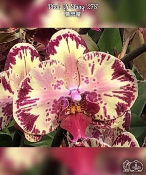 Phal. Yi Shing 278