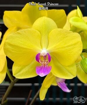 Орхидея Phal. Sweet Princess