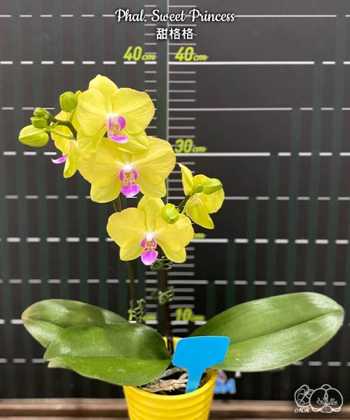 Phal. Sweet Princess — изображение 2