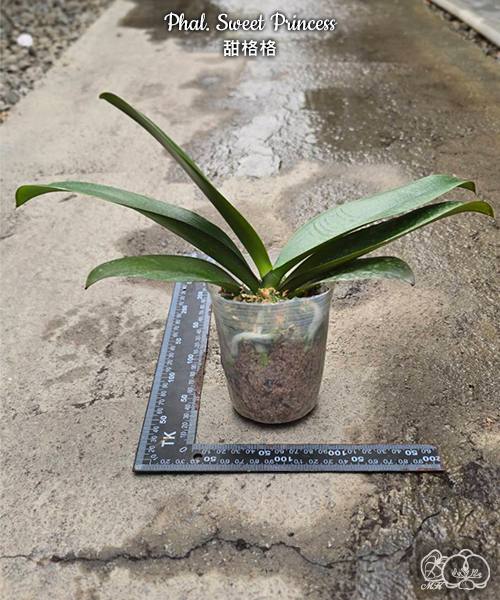 Phal. Sweet Princess — изображение 3