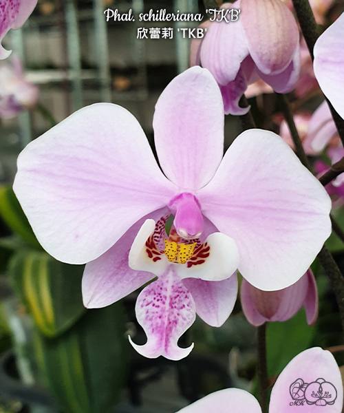 Орхидея Phal. schilleriana TKB в горшке