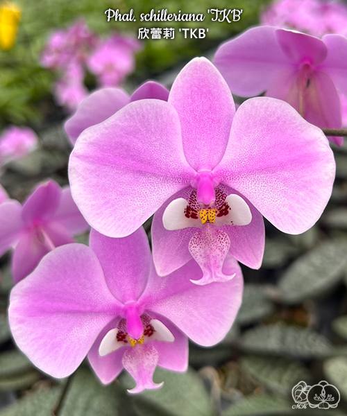 Phal. schilleriana TKB — изображение 2