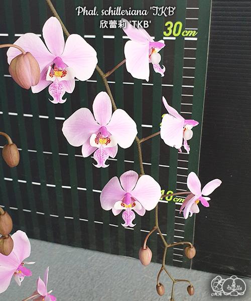 Phal. schilleriana TKB — изображение 3