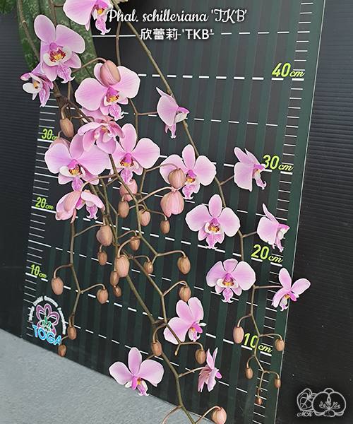Phal. schilleriana TKB — изображение 4