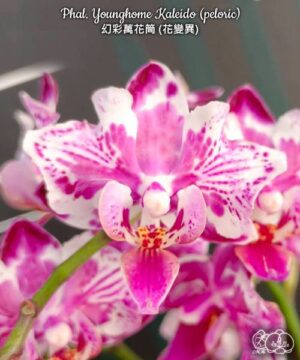 Phal. Younghome Kaleido peloric