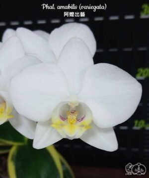 Phal. amabilis variegata