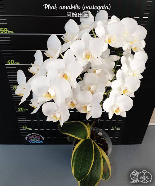 Phal. amabilis variegata — изображение 2