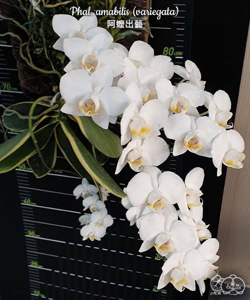 Phal. amabilis variegata — изображение 3
