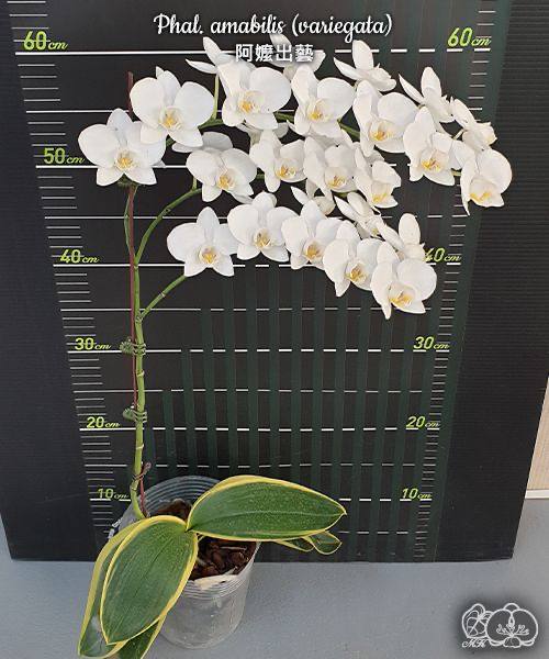 Phal. amabilis variegata — изображение 4