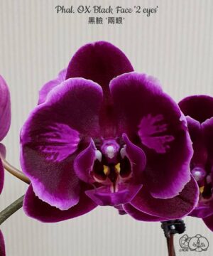 Phal. OX Black Face 2 eyes