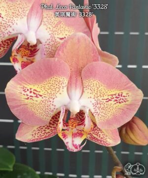 Phal. Leco Fantastic 3328
