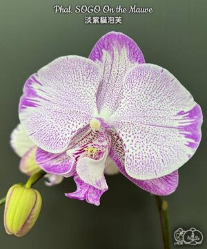 Phal. SOGO On the Mauve