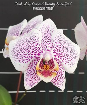 Phal. Miki Leopard Beauty Snowflare