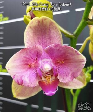 Phal. Miki Crazy Tune peloric