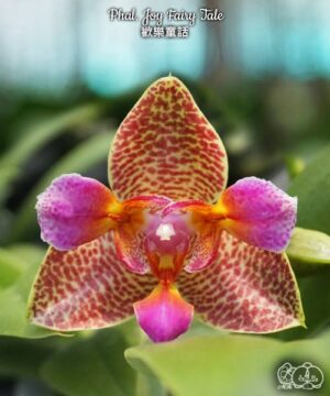 Phal. Joy Fairy Tale