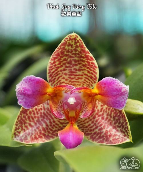Phal. Joy Fairy Tale