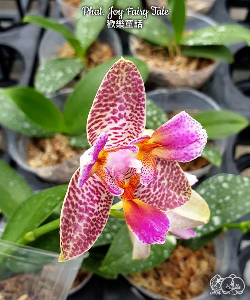 Phal. Joy Fairy Tale — изображение 2