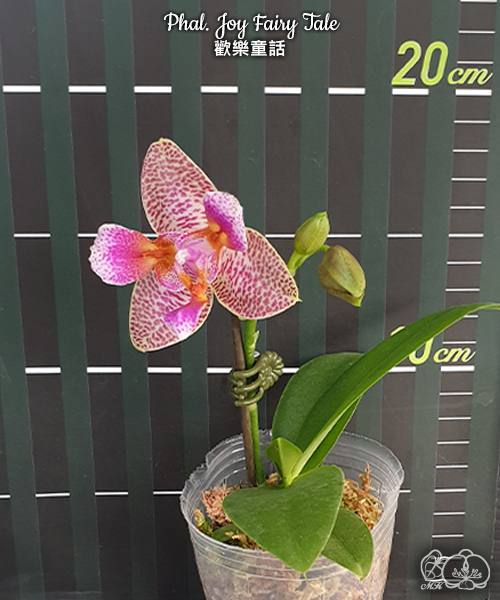 Phal. Joy Fairy Tale — изображение 3