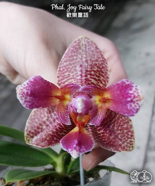 Phal. Joy Fairy Tale — изображение 4