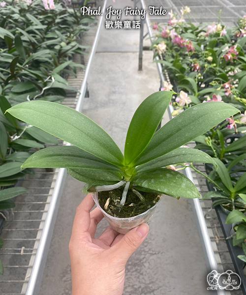 Phal. Joy Fairy Tale — изображение 5