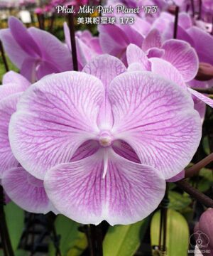 Phal. Miki Pink Planet