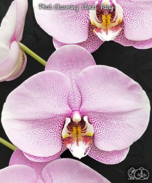 Phal. Charming Cloud Fairy