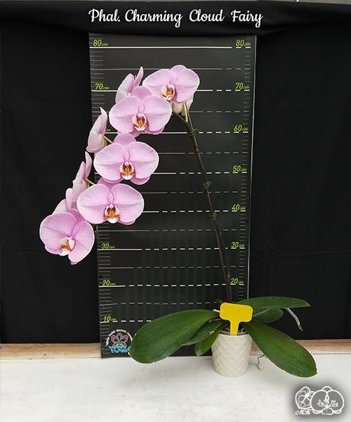 Phal. Charming Cloud Fairy — изображение 2