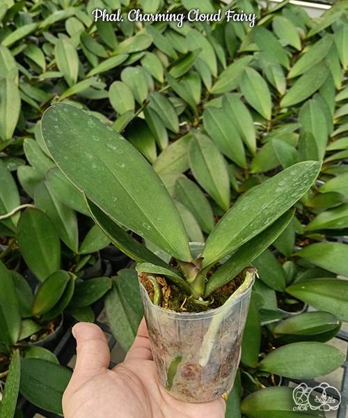 Phal. Charming Cloud Fairy — изображение 3