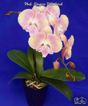 Phal. Kingcar Pink Coral
