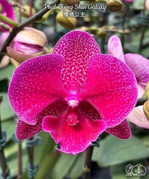 Phal. Tying Shin Galaxy