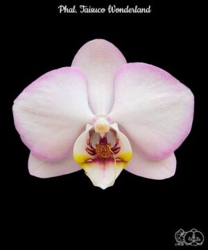 Phal. Taisuco Wonderland
