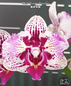 Phal. Dream Paradise