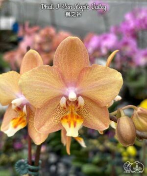 Phal. I-Hsin Maple Valley