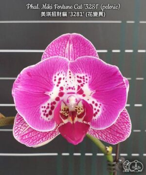 Phal. Miki Fortune Cat 3281 peloric
