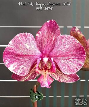 Phal. Ark's Happy Magician 3674