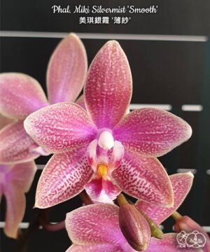 Phal. Miki Silvermist Smooth
